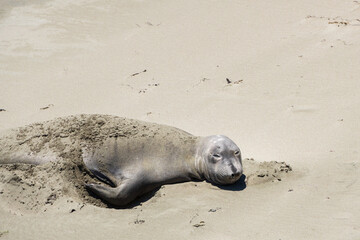 Elephant seal laying on a sand beach

