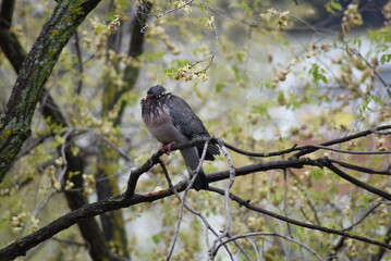 Pigeon fed up with so many days of rain