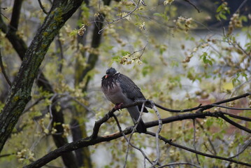 Pigeon fed up with so many days of rain