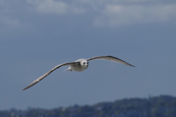 Möwe - Brook Ostsee