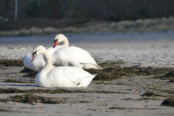 Schwan - Brook Ostsee