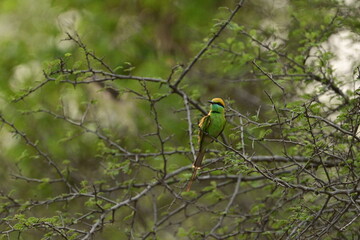 Bee Eater flying and having look around for bees