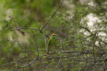 Bee Eater flying and having look around for bees