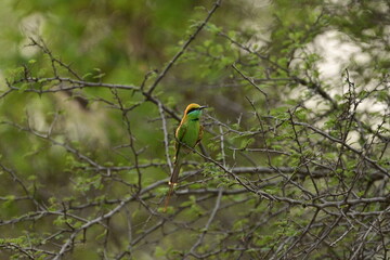 Bee Eater flying and having look around for bees