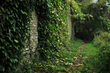 Obraz premium A dirt road winding through dense plant life and trees in a lush green environment