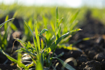 Green plant of young wheat