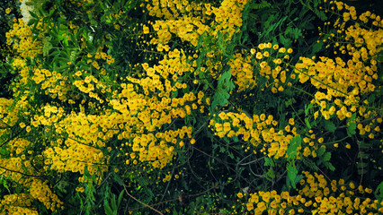 Yellow mimosa flowers. Close up. Spring