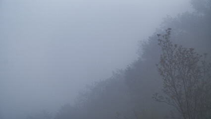 Panoramic forest landscape. Trees and fog on rainy day