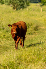 A ginger cow on Hertford Common