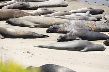 Elephant seals laying on a sand beach

