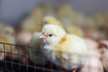 A newly born chick in the incubator