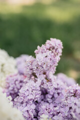 Lilac blooms in purple, white, and blue colors. Detailed shooting of flowers, background. Outdoor