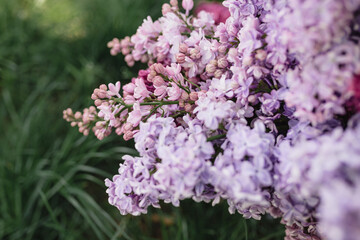Lilac blooms in purple, white, and blue colors. Detailed shooting of flowers, background. Outdoor