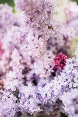 Lilac blooms in purple, white, and blue colors. Detailed shooting of flowers, background. Outdoor