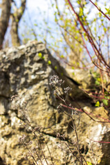 Dried plant in nature. Wild plant on a blurred background. Mio object focus rock formation. Sunny day in nature