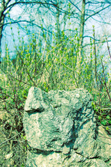 Rocky formation in wild nature. A large stone in the forest illuminated by the sun's rays. Sunny day in nature