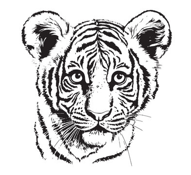 Tiger cub drawn with ink from the hands of a predator tattoo Vector illustration