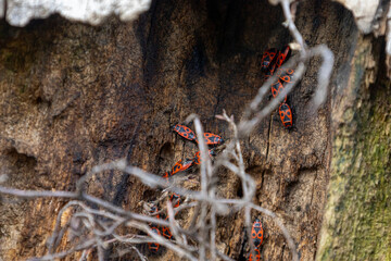 Red spring beetles on an old tree