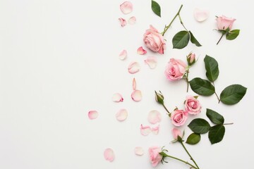 A collection of delicate pink roses gracefully arranged on a clean white background