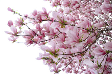 blooming magnolia branches, vibrant floral background in full bloom, filling air with their sweet...