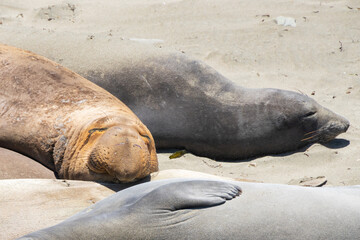 Elephant seals laying on a sand beach
