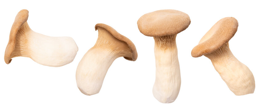 Fresh edible mushrooms, including king oyster mushrooms, Pleurotus eryngii isolated, Illustrating mushroom cultivation, food and nutrition, Gardening and Agriculture
