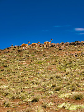 Vicu&ntilde;as en la subida de un cerro
