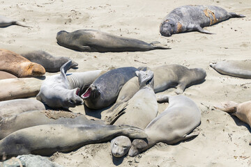 Elephant seals roaring on a sand beach
