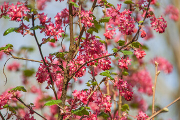 bloodcurrant_Blutjohannisbeere Ribes sanguineum Atrorubens