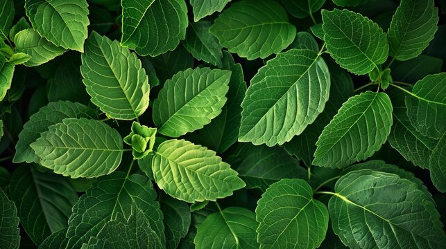 Close-up of green leaves offers a fresh leaf pattern overlay, creating a natural foliage texture and background