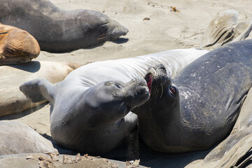 Fototapeta premium Elephant seals roaring on a sand beach 