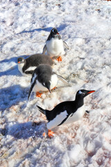 Gentoo penguins in nests with chicks in Antarctica