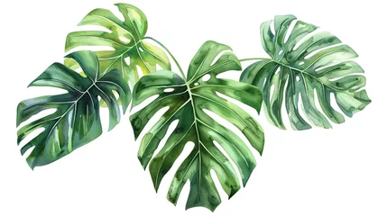 Foto op Plexiglas Exotic plants, palm leaves, monstera on an isolated white background, watercolor vector illustration ai generated  image © MdAwlad