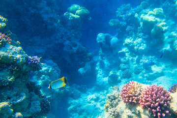 Chevron butterflyfish (Chaetodon trifascialis), also known as triangulate butterflyfish or V-lined...