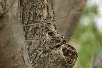 Brahminy myna or brahminy starling, Bhondsi, Gurgaon.