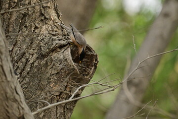 Brahminy myna or brahminy starling, Bhondsi, Gurgaon.