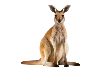 Fotobehang A kangaroo sitting down and making eye contact with the camera © FMSTUDIO