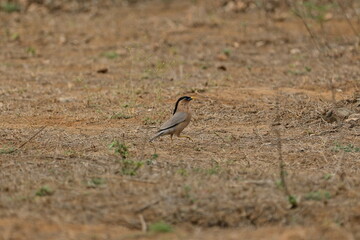 Brahminy myna or brahminy starling, Bhondsi, Gurgaon.
