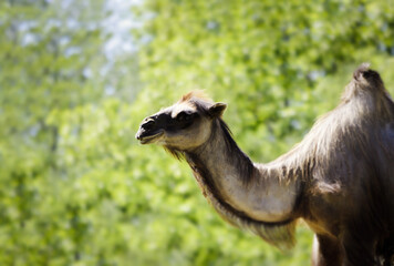 Portrait of camel in Summer.