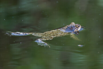 European green toad  - Bufotes viridis swimming in green water. Photo from Milicz Ponds in Poland.