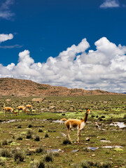 Vicuñas en los andes del Perú