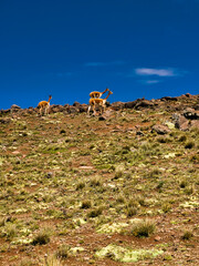 Vicuñas en los andes del Perú