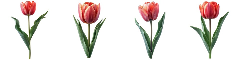 Set of tulip flowers isolated on transparent background
