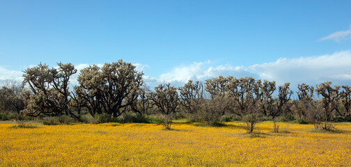 Desert landscape in the spring with yellow sage wildflowers and jumping cholla cactus - Mesa Arizona United States