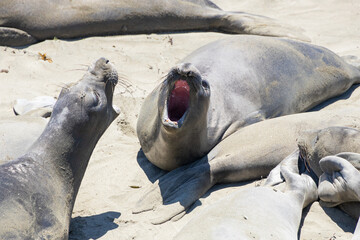 Elephant seals roaring on a sand beach