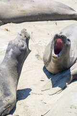 Elephant seals roaring on a sand beach