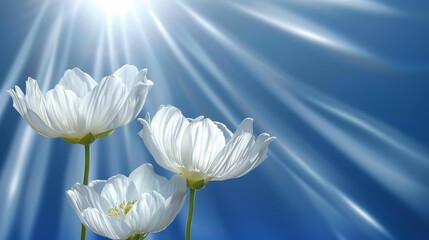 three white flowers are in front of a bright blue sky with rays of light coming from the top of them.