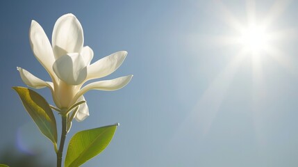 a close up of a white flower on a stem with the sun shining through the sky in the back ground.