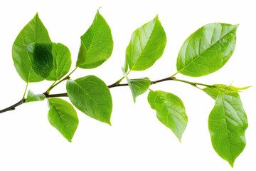 Fototapeta na wymiar Lush green leaves on single branch, isolated on white, natural beauty captured
