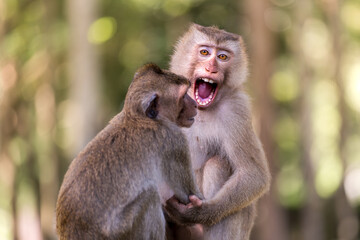 Naklejka na ściany i meble Two monkeys siblings playing in nature